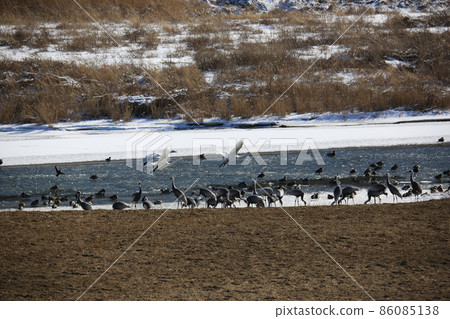 Cheorwon-gun. Cheorwon Crane Village. Exploration Cheorwon-gun. Cheorwon Crane Village. Exploration 86085138