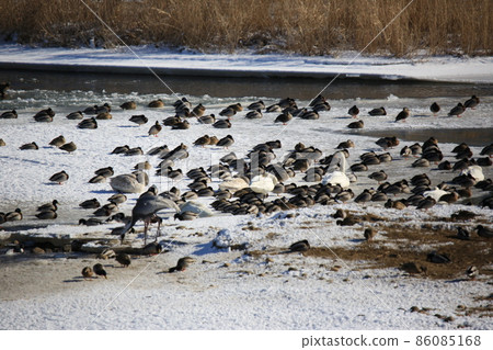 Cheorwon-gun. Cheorwon Crane Village. Exploration 86085168