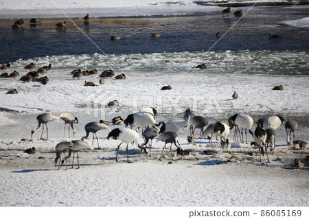 Cheorwon-gun. Cheorwon Crane Village. Exploration 86085169