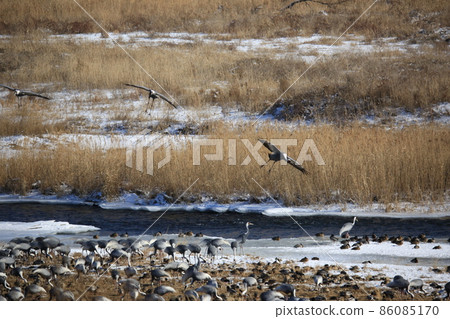 Cheorwon-gun. Cheorwon Crane Village. Exploration 86085170