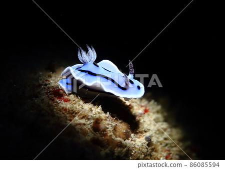 Nudibranch like ski jumping 86085594