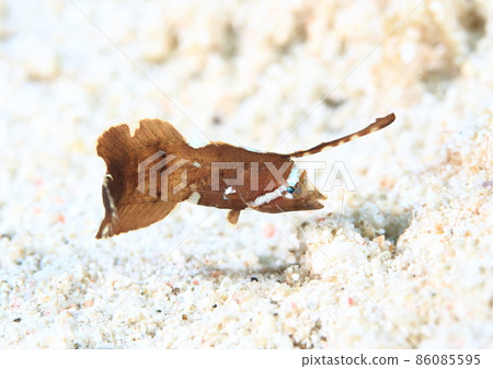 Cute hositens juvenile 86085595