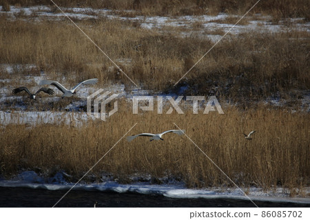 Gangwon-do Cheorwon Crane Village. Birdwatching 86085702