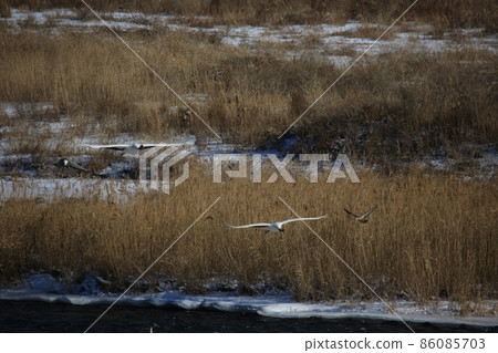 Gangwon-do Cheorwon Crane Village. Birdwatching 86085703