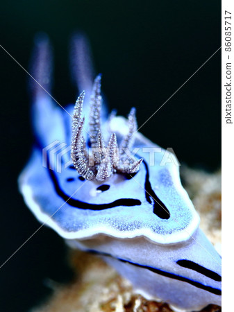 Misole Nudibranch that seems to appear in Anna and the Snow Queen! 86085717