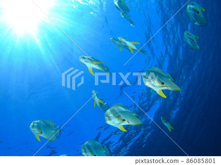 Team Teira Batfish! Team Teira Batfish! 86085801