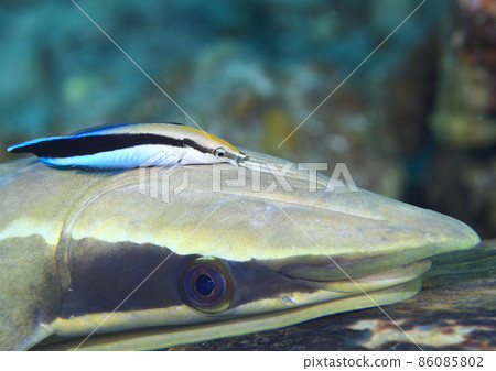 Honsome Wake Bella 在 remora 尖叫 86085802