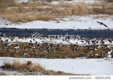 Gangwon-do Cheorwon Crane Village. Birdwatching Gangwon-do Cheorwon Crane Village. Birdwatching 86085999