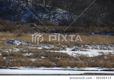 Gangwon-do. Cheorwon Crane Village. Exploration. Red-crowned Crane 86086414