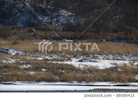 Gangwon-do. Cheorwon Crane Village. Exploration. Red-crowned Crane 86086415