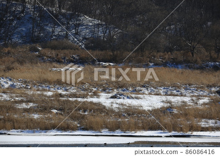 Gangwon-do. Cheorwon Crane Village. Exploration. Red-crowned Crane 86086416