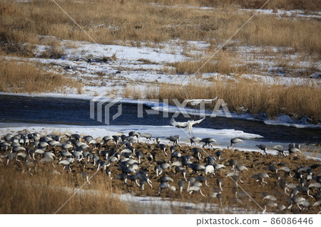 Gangwon-do. Cheorwon Crane Village. Exploration. Red-crowned Crane Gangwon-do. Cheorwon Crane Village. Exploration. Red-crowned Crane 86086446