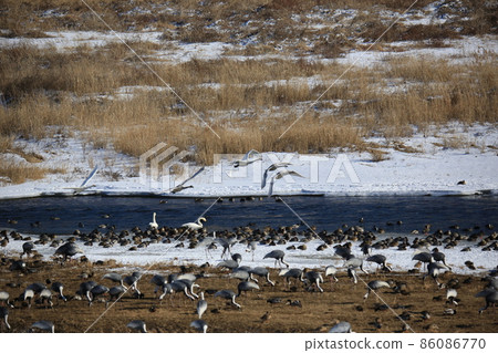 江原道鐵原鶴村觀鳥 江原道鐵原鶴村觀鳥 86086770