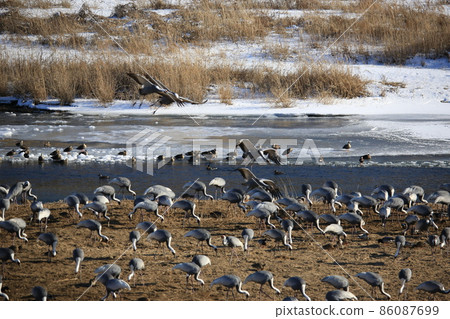 Gangwon-do Cheorwon Crane Village. Birdwatching Gangwon-do Cheorwon Crane Village. Birdwatching 86087699