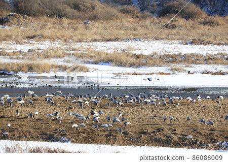 Gangwon-do Cheorwon Crane Village. Birdwatching Gangwon-do Cheorwon Crane Village. Birdwatching 86088009