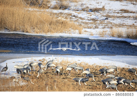 Gangwon-do Cheorwon Crane Village. Birdwatching Gangwon-do Cheorwon Crane Village. Birdwatching 86088083