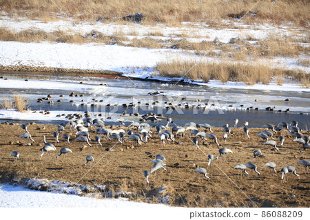 Gangwon-do Cheorwon Crane Village. Birdwatching 86088209