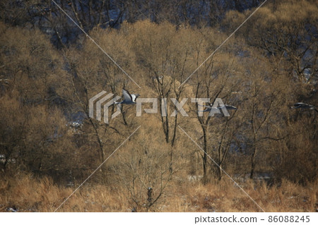 江原道鐵原鶴村觀鳥 江原道鐵原鶴村觀鳥 86088245