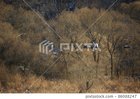 江原道鐵原鶴村觀鳥 86088247