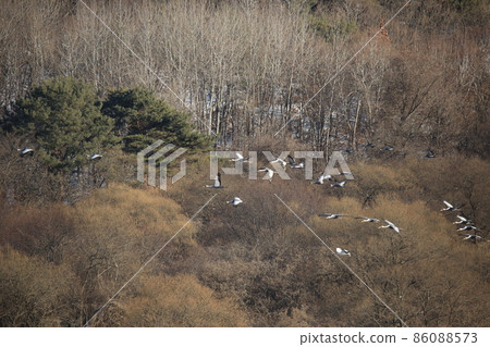 江原道鐵原鶴村觀鳥 江原道鐵原鶴村觀鳥 86088573