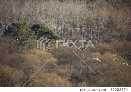 Gangwon-do Cheorwon Crane Village. Birdwatching Gangwon-do Cheorwon Crane Village. Birdwatching 86088574