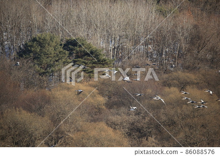 江原道鐵原鶴村觀鳥 江原道鐵原鶴村觀鳥 86088576