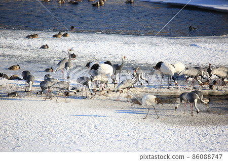 Gangwon-do Cheorwon Crane Village. Birdwatching Gangwon-do Cheorwon Crane Village. Birdwatching 86088747