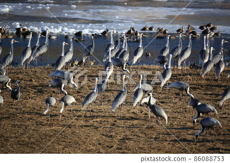 Gangwon-do Cheorwon Crane Village. Birdwatching Gangwon-do Cheorwon Crane Village. Birdwatching 86088753