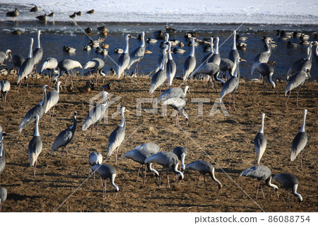 Gangwon-do Cheorwon Crane Village. Birdwatching Gangwon-do Cheorwon Crane Village. Birdwatching 86088754