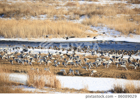 Gangwon-do Cheorwon Crane Village. Birdwatching 86089029