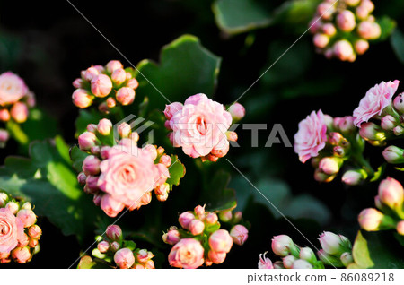 Kalanchoe blossfeldiana Poelln, Kalanchoe blossfeldiana or Flaming Katy or Kalanchoe or CRASSULACEAE 86089218