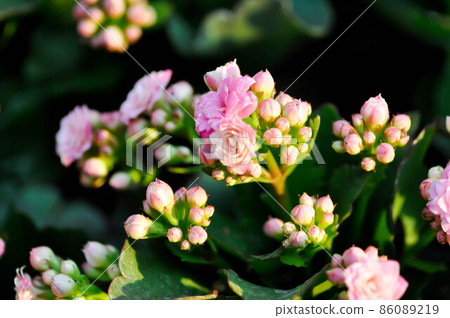 Kalanchoe blossfeldiana Poelln, Kalanchoe blossfeldiana or Flaming Katy or Kalanchoe or CRASSULACEAE Kalanchoe blossfeldiana Poelln, Kalanchoe blossfeldiana or Flaming Katy or Kalanchoe or CRASSULACEAE 86089219