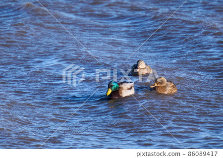 Wild bird winter duck in Lake Teganuma 86089417