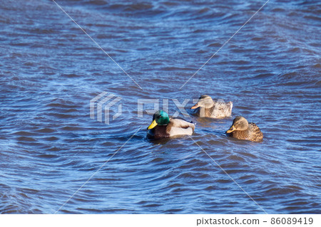 Wild bird winter duck in Lake Teganuma 86089419
