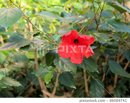 Bussow Bussow 86089741