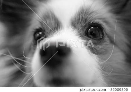 Face up of pet dog Papillon | Black and white 86089806
