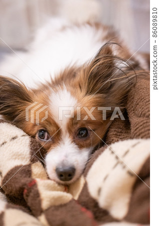 Sleepy pet dog Papillon lying on the futon 86089810