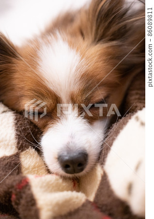 Sleepy pet dog Papillon lying on the futon 86089811