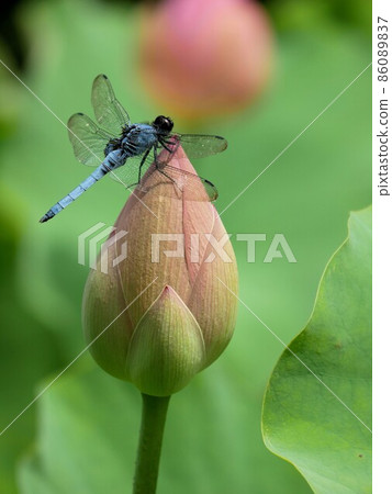 古代哈斯芽和 Orthetrum melania 古代哈斯芽和 Orthetrum melania 86089837