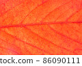 Close-up of red leaf texture 86090111