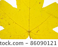 Close-up of yellow leaf texture. Isolated 86090121