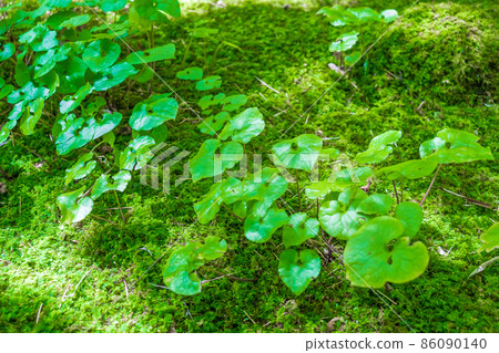 細辛雙葉葵 細辛雙葉葵 86090140