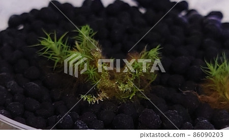Culture of Juniper haircap 86090203