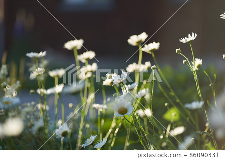 There are many meadow flowers of daisies in close-up, against the background of a dark brown wooden house. An airy artistic image.Space for copying. High quality photo 86090331