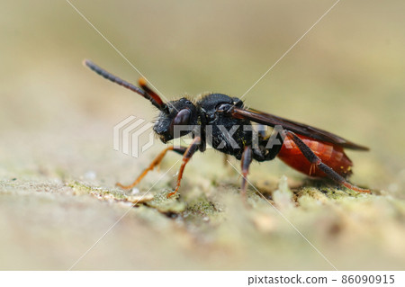 Closeup of a full red colored Fabricious' Nomad bee , Nomada fabriciana sitting on a piece of wood 86090915