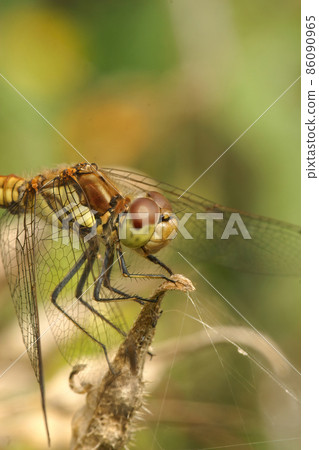 Vertical closeup of a Common darter dragonfly, Symptetrum striolatum sitting on a twig , ready to hunt prey.... 86090965
