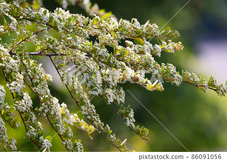 Firethorn, also known as pyracantha, where many white flowers turn red in autumn 86091056