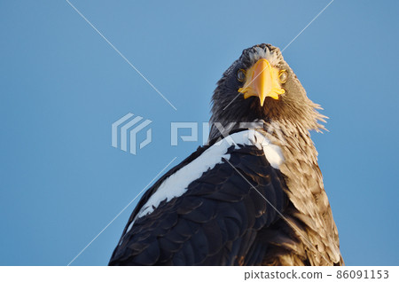 Steller's sea eagle (Hokkaido) I met in Eastern Hokkaido on a sunny day 86091153