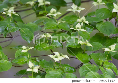 Kousa dogwood that can be eaten differently from toxic dogwood even with similar fruits Kousa dogwood that can be eaten differently from toxic dogwood even with similar fruits 86091452
