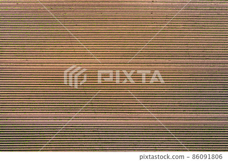 Aerial view of potato field in spring with young small green leaves of potato plants, geometric abstract furrows 86091806
